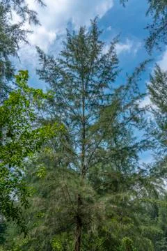 Tree tops in the Jungle Stock Photos