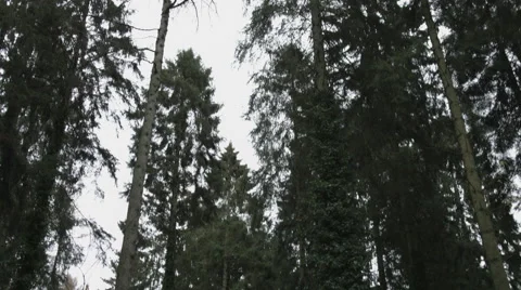 Tree Tops to Long Path Tilt Stock Footage