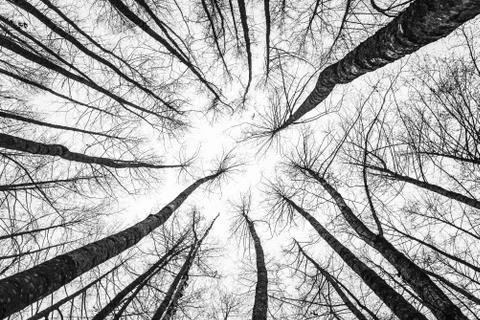 Tree tops looking up. Forest abstract scenery. Leafless trees Stock Photos