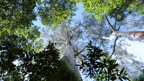 Tree tops at Maits Rest rainforest, Australia Stock Footage 263381901