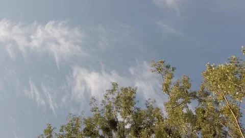 Tree Tops With Mistletoe Plants, Low Angle Shot Vidéo 135934552