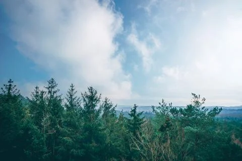 Tree tops in a misty forest Stock Photos