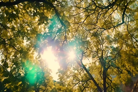 Tree tops moving with the wind animation Stock Footage 260082589