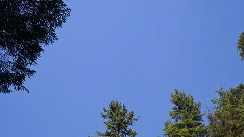 Tree tops moving in the wind in front of a blue sky Stock Footage 219382695