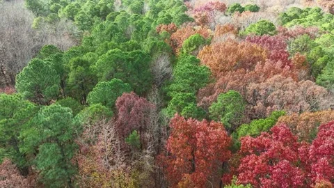 Tree tops North Carolina - Fall Stock Footage 324594804