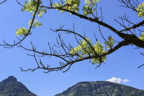 Tree tops or canopy of a tree against beautiful clear blue sky Foto stock