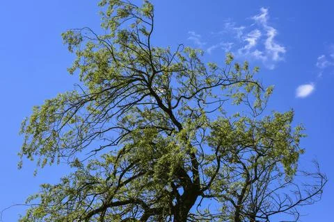 Tree tops or canopy of a tree against beautiful clear blue sky Stock Photos