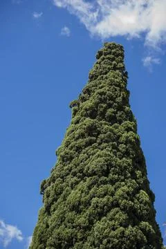 Tree tops or canopy of a tree against beautiful clear blue sky in Italy islan Stock Photos