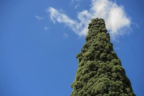 Tree tops or canopy of a tree against beautiful clear blue sky in Italy islan Stock Photos