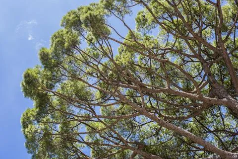 Tree tops or canopy of a tree against beautiful clear blue sky in Italy islan Stock Photos