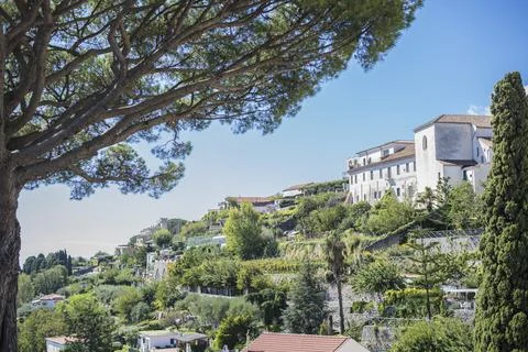 Tree tops or canopy of a tree against beautiful clear blue sky in Italy islan Foto stock