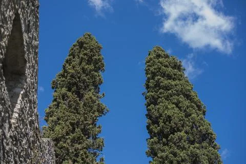 Tree tops or canopy of a tree against beautiful clear blue sky in Italy islan Stock Photos