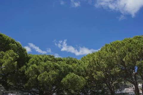 Tree tops or canopy of a tree against beautiful clear blue sky in Italy islan Stock Photos