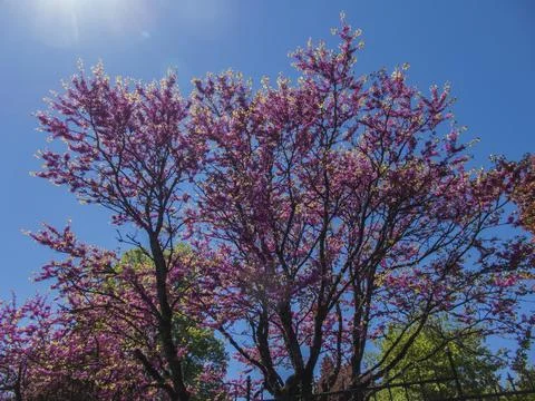 Tree tops or canopy of a tree against beautiful clear blue sky.Beautiful Pink Foto stock