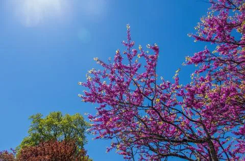 Tree tops or canopy of a tree against beautiful clear blue sky.Beautiful Pink Stock Photos