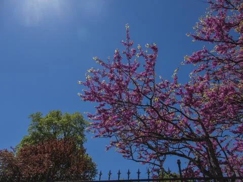 Tree tops or canopy of a tree against beautiful clear blue sky.Beautiful Pink Foto stock