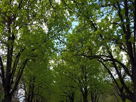 Tree tops at the park Vídeo Stock 76886046