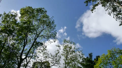 Tree tops with passing clouds Stock Footage 41471325