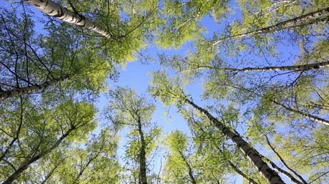 Tree tops in peaceful blue sky Stock Footage 59653431