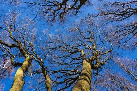 Tree tops Stock Photos