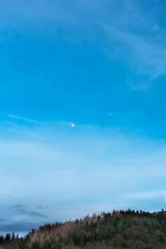 Tree tops. 스톡 사진