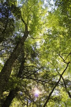 Tree Tops Stock Photos