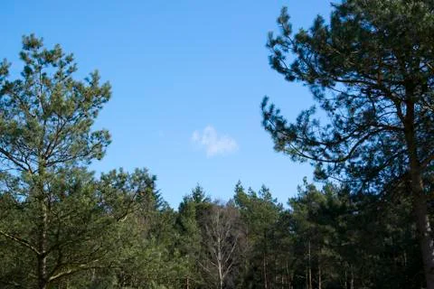 Tree tops Stock Photos