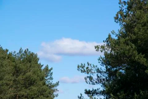 Tree tops Stock Photos