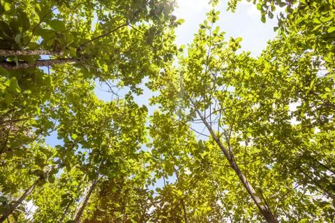 Tree tops Stock Photos