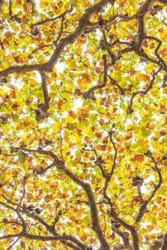 Tree tops Stock Photos