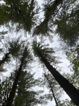 Tree Tops Stock Photos