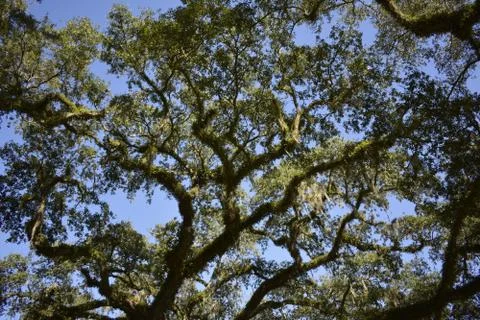 Tree Tops 스톡 사진