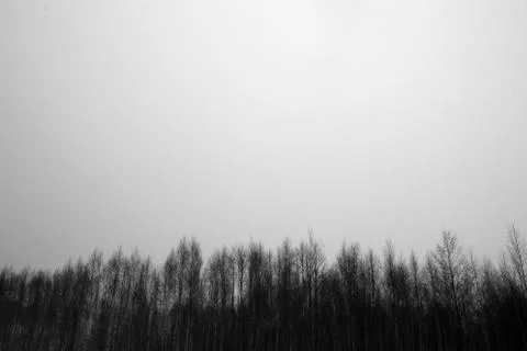 Tree Tops Stock Photos
