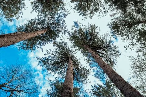Tree tops. Stock Photos