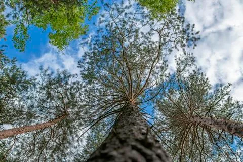 Tree tops. Stock Photos