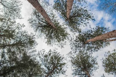 Tree tops. Stock Photos