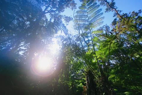 Tree Tops 스톡 사진