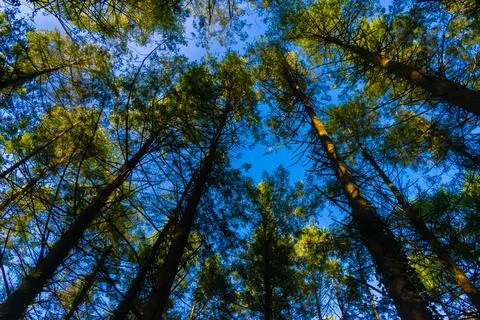 Tree tops Stock Photos