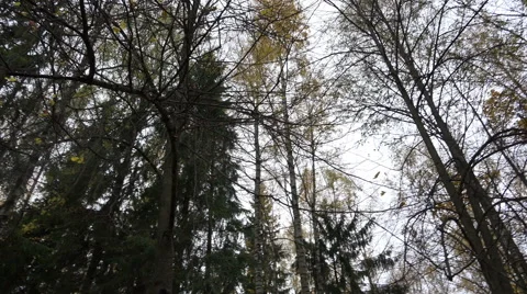 Tree-tops of pine forest looking at the sky Stock Footage 42853072