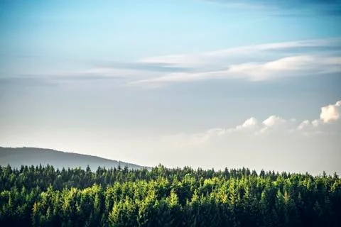 Tree tops  in a pine tree forest under a blue sky Stock Photos