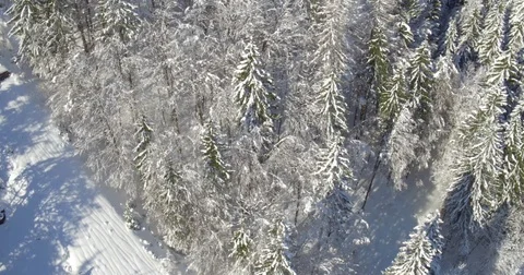 Tree Tops Of Pine Trees Covered In Snow Stock Footage 71005705