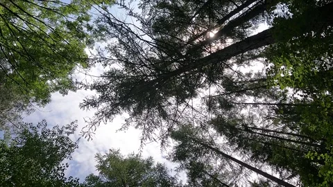 Tree tops pointing to the sky Stock Footage 242197767