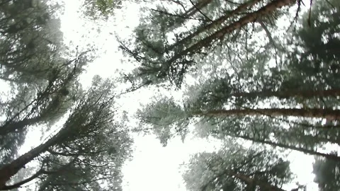 Tree tops in rainforest from nadir frame through 360 handled pan to the ground Stock Footage 202239477