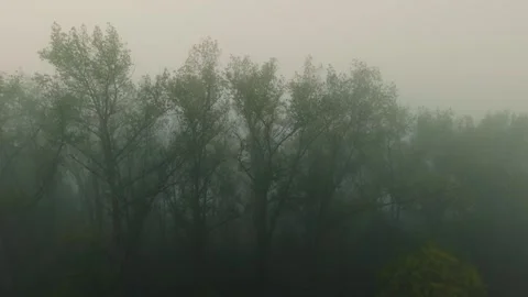 Tree tops rising through thick fog creating mysterious ethereal morning scene Stock Footage 318895819
