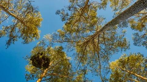 Tree tops shaking on wind on blue sky background. 4k time-lapse Stock Footage 88853834