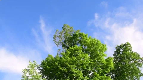 Tree tops on sky background Stock Footage 277858753