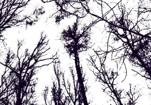 Tree tops in the sky with dotwork style. Creepy naked tree branches in winter Stock Illustration