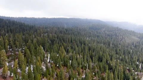 Tree tops with slight snow on the ground. Video stock 161770626