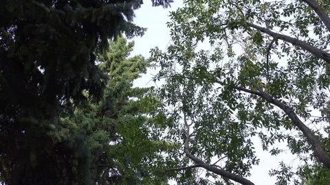 Tree Tops Spinning Above Stock Footage 114948844