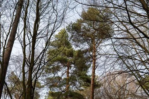 Tree tops with spring sky Stock Photos